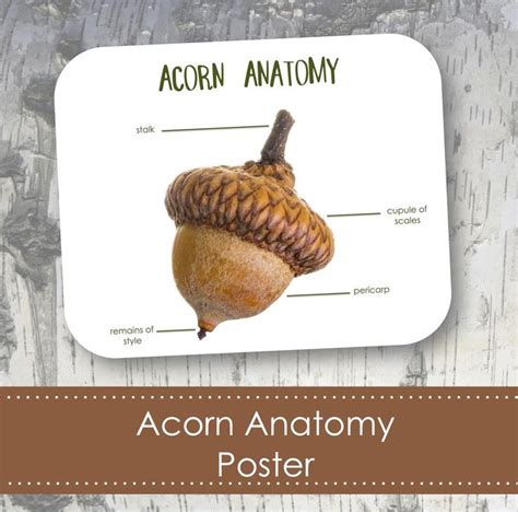 Video Walkthrough of How I Use the Acorn .